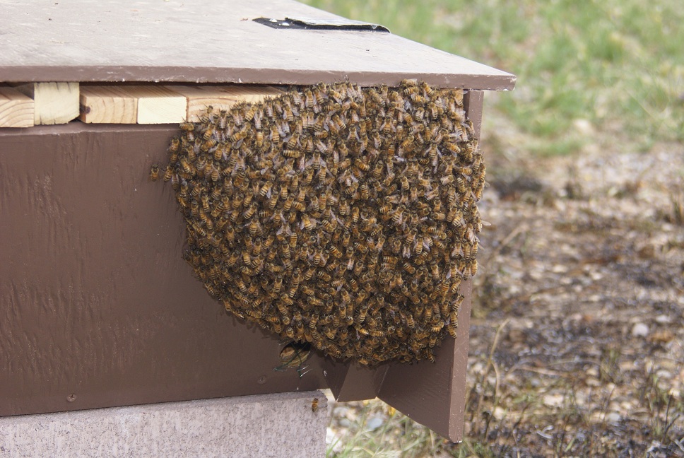 Swarm Absconding