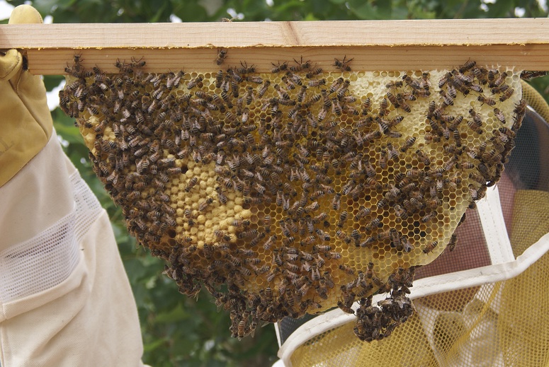 The first bar of Masai hive.  Mostly stores.