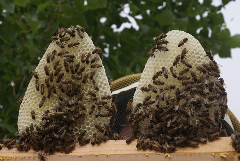 The fifth bar of Masai hive.  Capped brood mostly. .