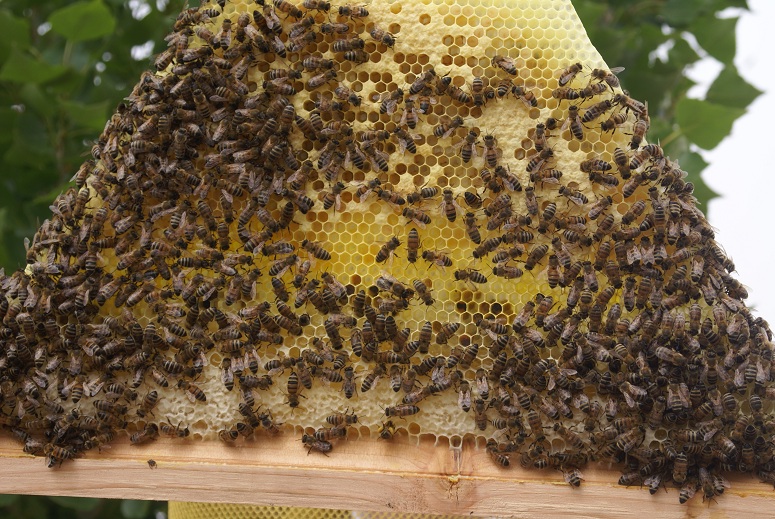 The eigth bar of Masai hive.  Capped and uncapped brood mostly. .